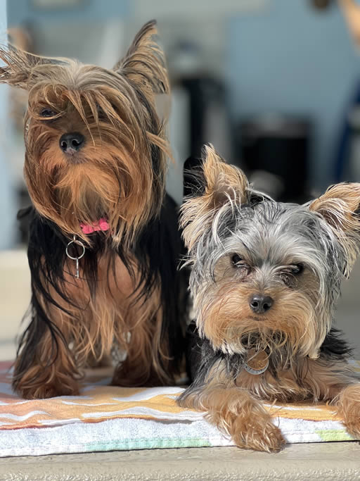 Two small dogs sitting on towel indoors.